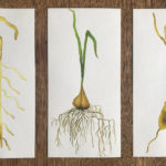 triptych of watercolors of the spleen in yellow, garlic with its root system, and the cisterna chyli in yellow
