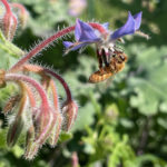 A bee harvesting pollen from a purple borage flower