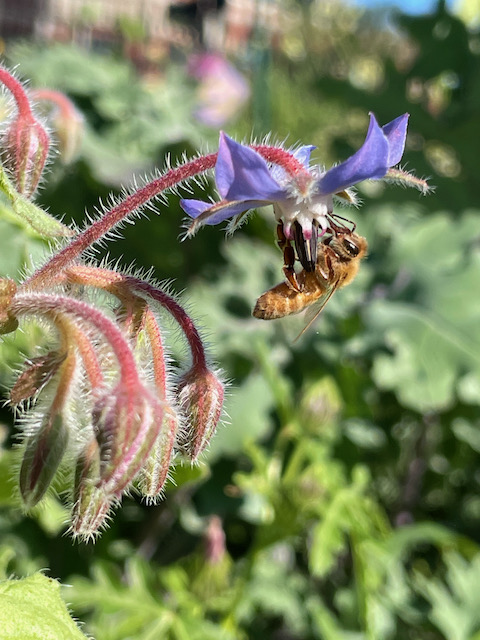 A bee harvesting pollen from a purple borage flower. 