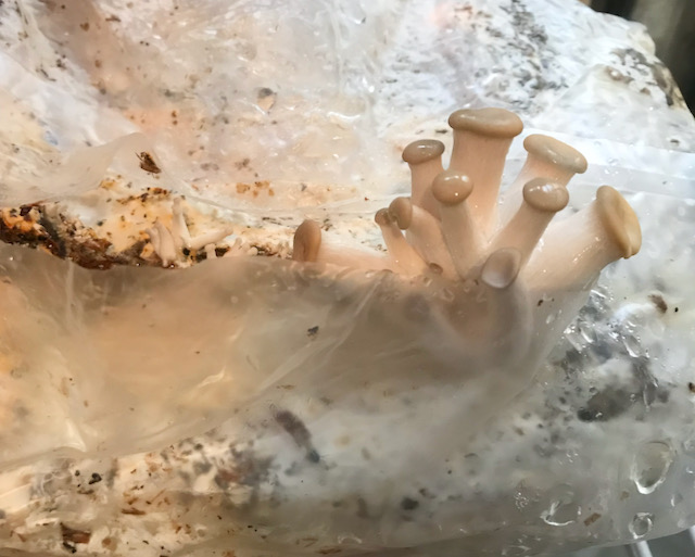 A cluster of oyster mushrooms just starting to grow out of a clear plastic bag. 