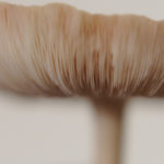 An out of focus closeup of a shiitake mushroom's gills gives the photo a dreamy quality.