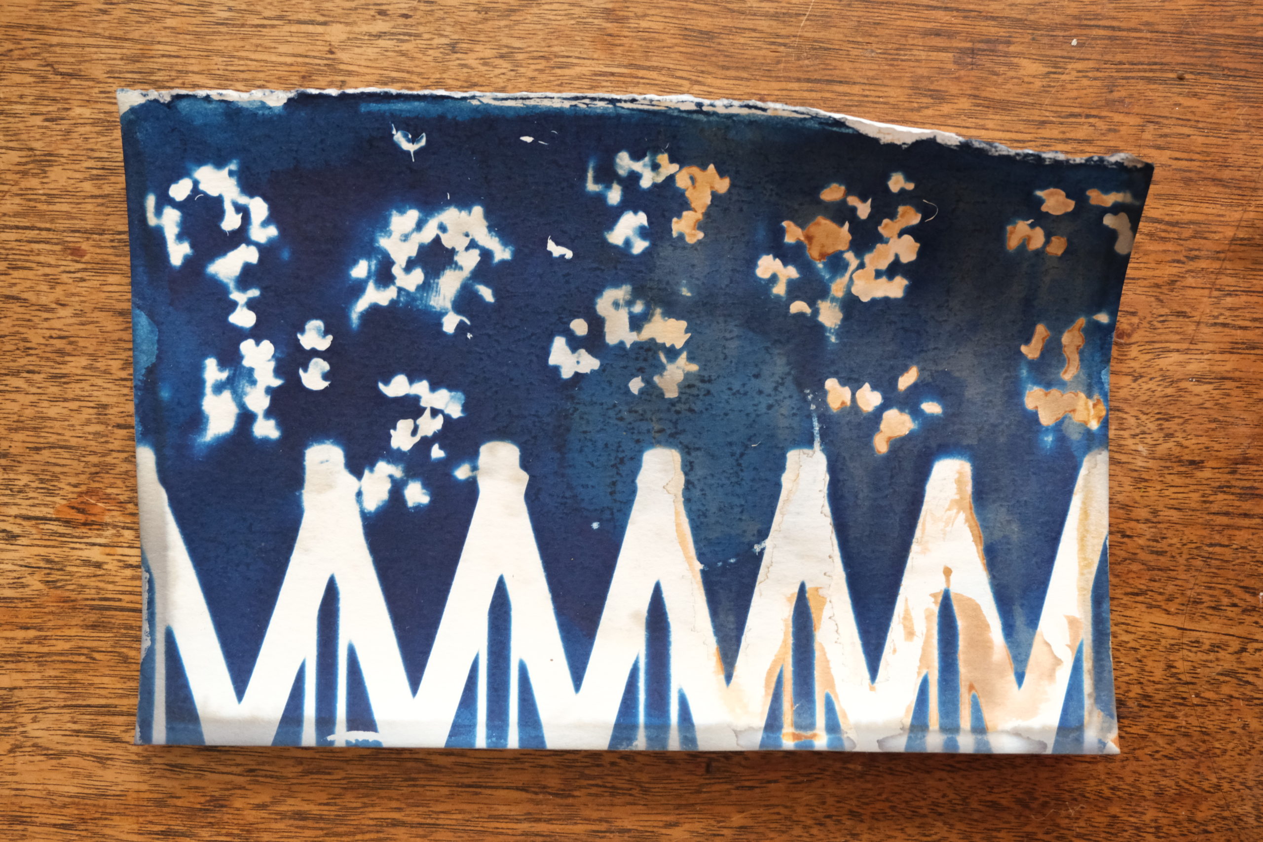 Cyanotype with small clusters of blobs at the top (made by chive blossoms) and a zig zagging, repeating shape across the bottom half (made by a pasta cutter). The right half of the cyanotype has been bleached and toned with silver nitrate, making the previously while areas light brown and the blue areas a muddy and dull blue.