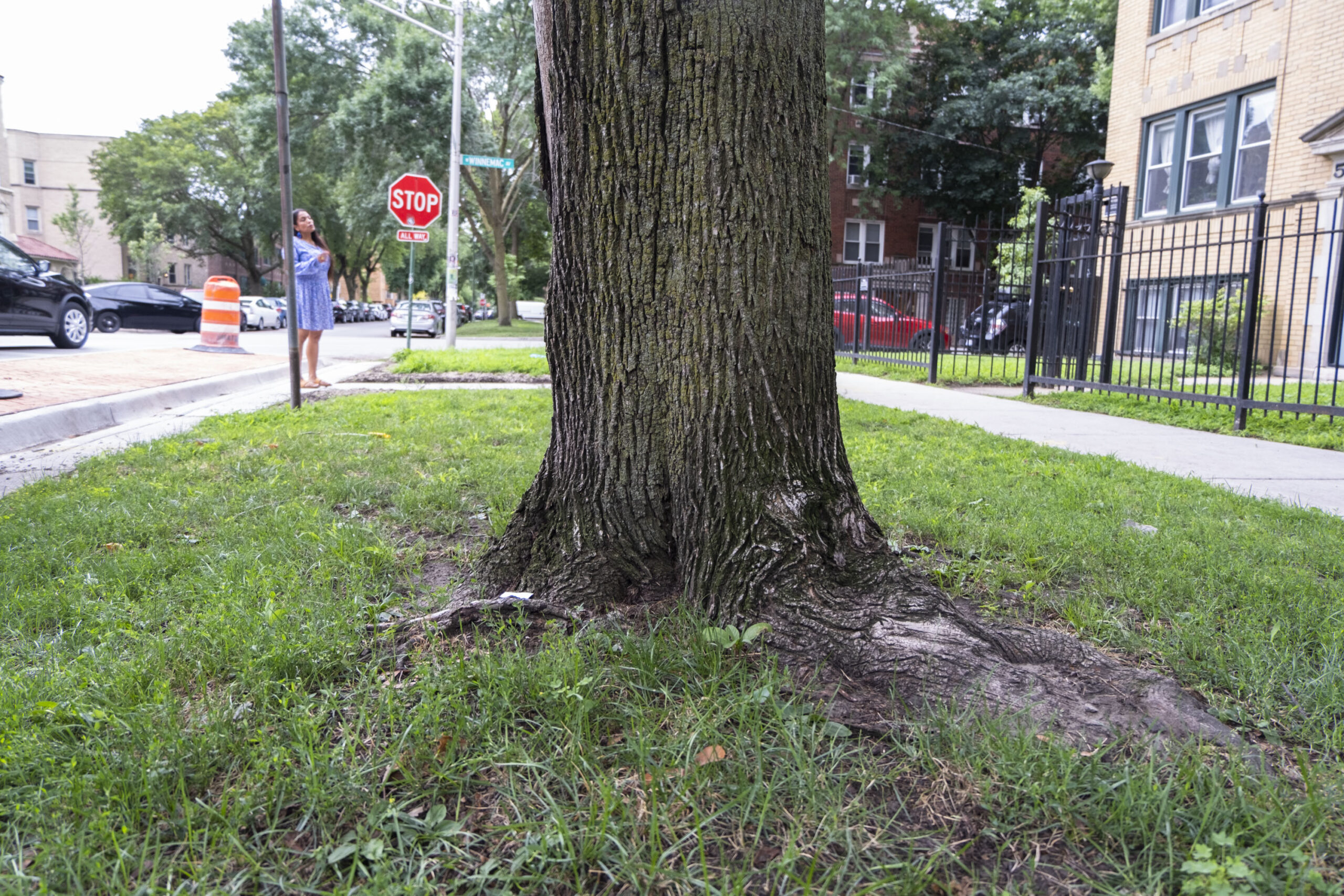 a tree in the foreground, in the background there is a Potawatomi woman looking at the apartment building where four generations of her family lived